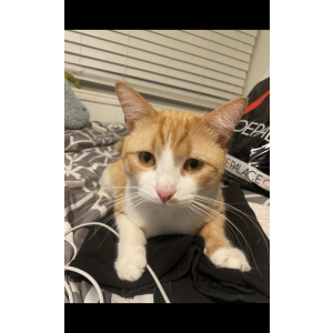 Lost Cat Cheeto