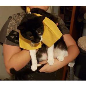 Lost Cat Mick