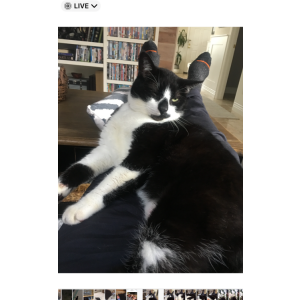 Lost Cat Oreo