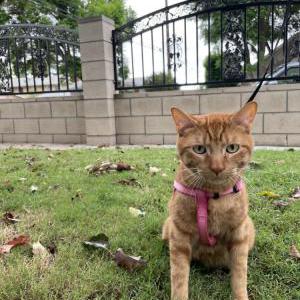 Lost Cat Toulouse