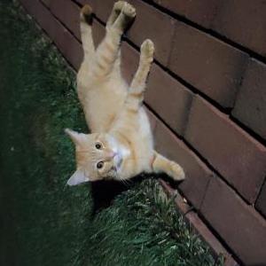Found Cat Unknown
