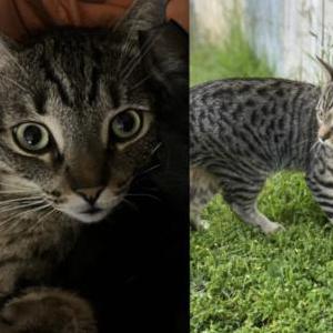 Image of Kovii, Lost Cat