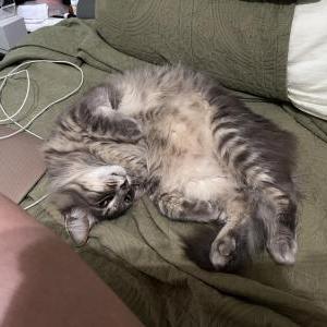 Lost Cat Squirrel