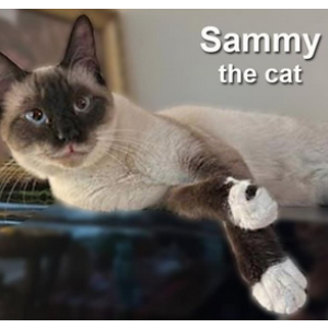 Lost Cat Sammy