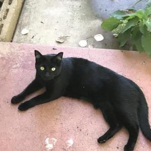 Image of Webber, Lost Cat