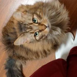 Lost Cat KittyKat