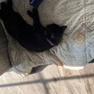 Lost Cat Binx