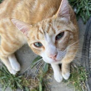 Image of Oliver, Lost Cat
