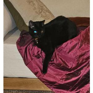 Lost Cat Jackson