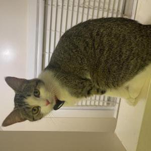 Lost Cat Tete