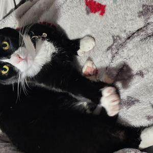 Lost Cat Lucy