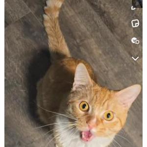 Lost Cat Soos Soos