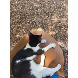 Lost Cat Millie