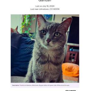 Lost Cat Gandalf