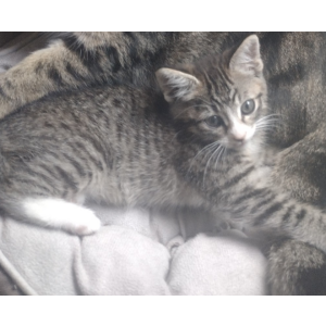Lost Cat Kira (striped Tabby)