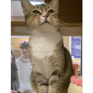 Lost Cat Berry