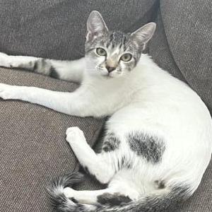 Lost Cat Leo