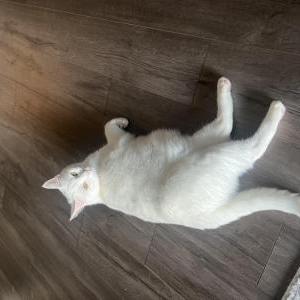 Lost Cat Joey