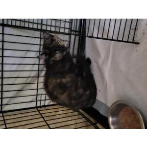 Lost Cat Alli