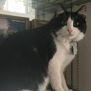 Lost Cat Frankie