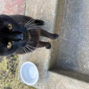 Lost Cat Unknown