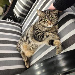 Lost Cat Kicius (Key-choosh)