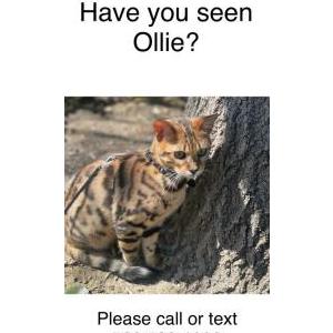Lost Cat Ollie