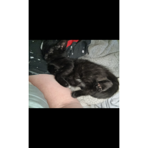 Lost Cat Binx