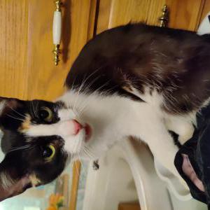 Found Cat unknown