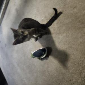 Found Cat Unsure
