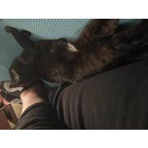 Lost Cat Mystery