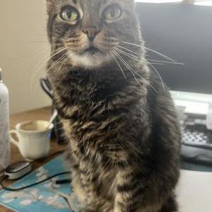 Lost Cat Mama Kitty