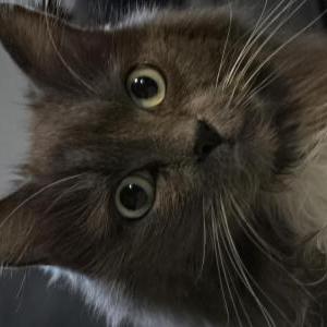 Lost Cat Ms. Kitty