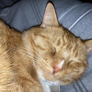 Lost Cat Knoxville