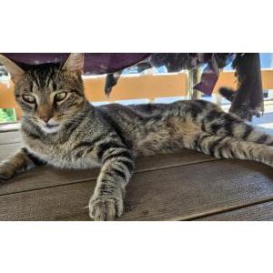 Found Cat Unknown