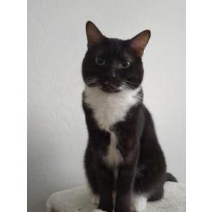 Lost Cat Jellybean