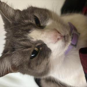 Lost Cat Jade
