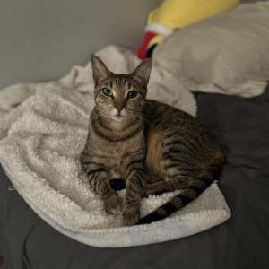 Lost Cat Felecia