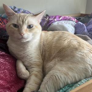 Lost Cat Steve