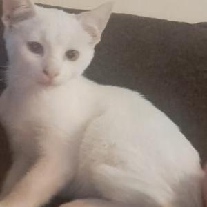 Lost Cat Mia