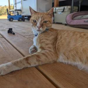 Image of Cooper, Lost Cat