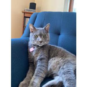 Lost Cat Joey Picone