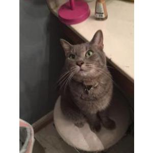2nd Image of Joey Picone, Lost Cat