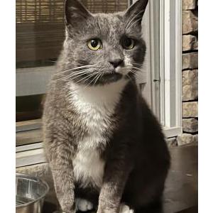 Lost Cat Indy