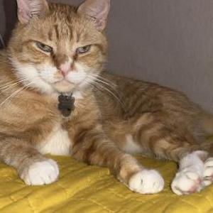Lost Cat Orange berry