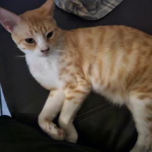 Lost Cat Murphy