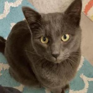 Lost Cat Benjamin