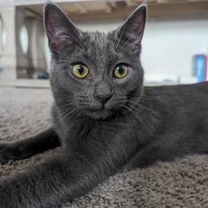 Lost Cat Mooshi