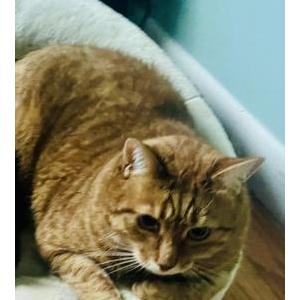 Lost Cat Salem