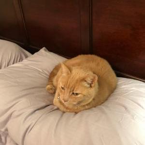 Lost Cat KitKat